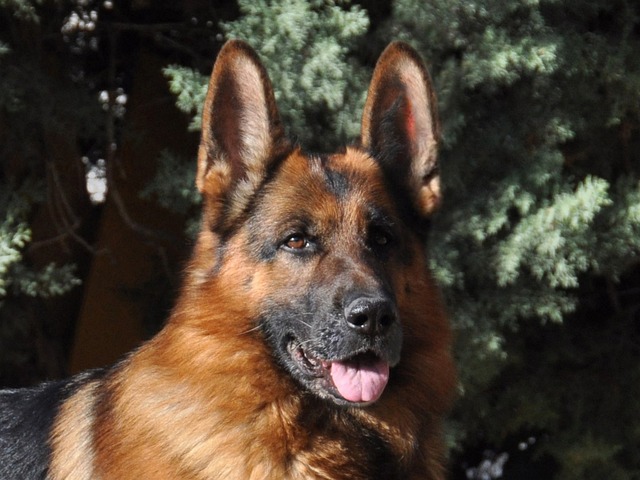 Tipos de cepillos para perros ¿cuál hay que usar?